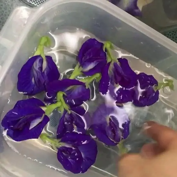 cách nấu xôi ngô ngọt