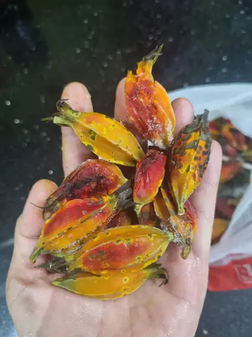 Cách Nấu Xôi Rành Rành Dẻo Thơm, Lên Màu Tự Nhiên, Đậm Đà Vị Quê Cách Nấu Xôi Rành Rành Dẻo Thơm, Lên Màu Tự Nhiên, Đậm Đà Vị Quê