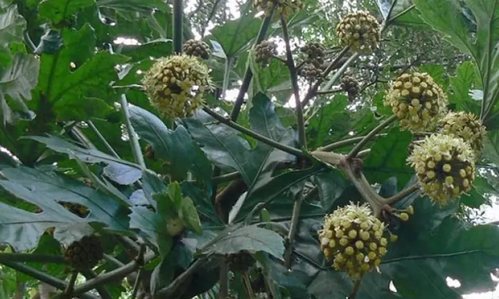 Cách Nấu Ý Dĩ Lợi Sữa Đơn Giản, Hiệu Quả và Chuẩn Vị