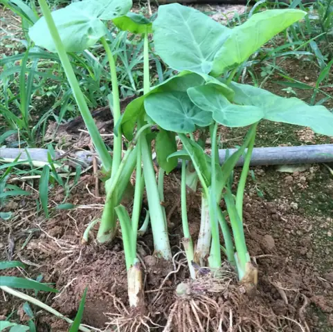 I. Đặc Điểm Cây Dọc Mùng