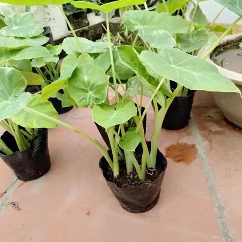 cách trồng bạc hà nấu canh chua