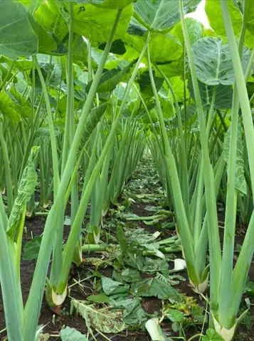 Cách Trồng Cây Bạc Hà Nấu Canh Chua Hiệu Quả Tại Nhà