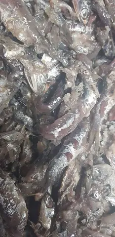 Cách Ủ Cá Nấu Nước Mắm Ngon Tại Nhà Chuẩn Vị Truyền Thống