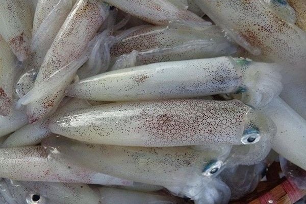 Cách xào mực ngon từ mực tươi sống