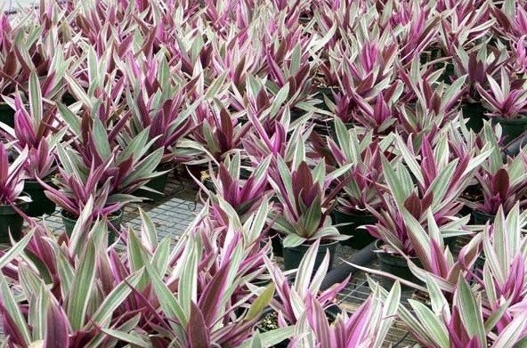 Cận cảnh hoa và lá cây lẻ bạn, chi tiết cần thiết để nhận biết và sử dụng đúng cách trong các bài thuốc nấu nước.