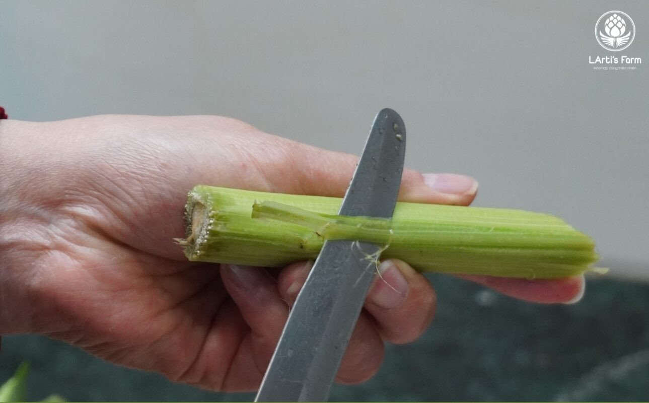 Cắt bỏ phần thân và gọt vỏ bông atiso