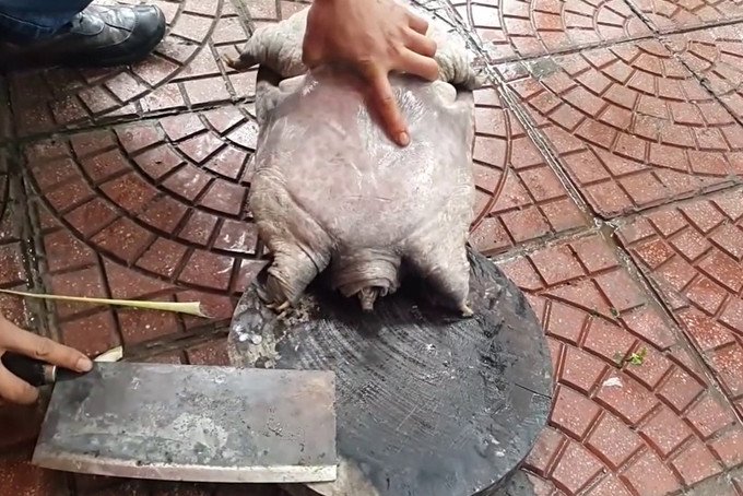 Cắt tiết ba ba là bước đầu tiên trong quá trình sơ chế để đảm bảo thịt sạch và không tanh