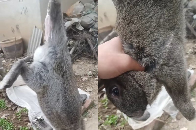 Cắt tiết thỏ sống