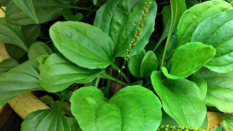 cây cách nấu nước uống có tác dụng gì