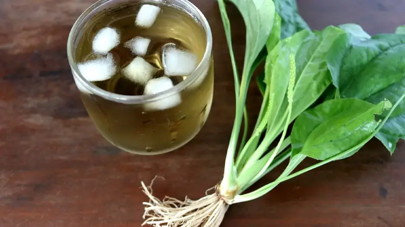 cây cách nấu nước uống có tác dụng gì