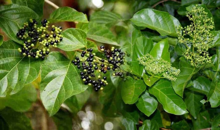 Cây cách với những chiếc lá xanh mướt tươi tốt