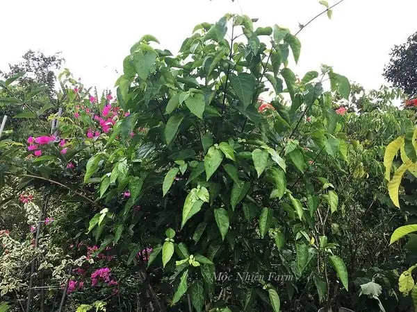 Cách Nấu Nước Uống Từ Cây Lá Cách Ngon, Bổ Và Đơn Giản