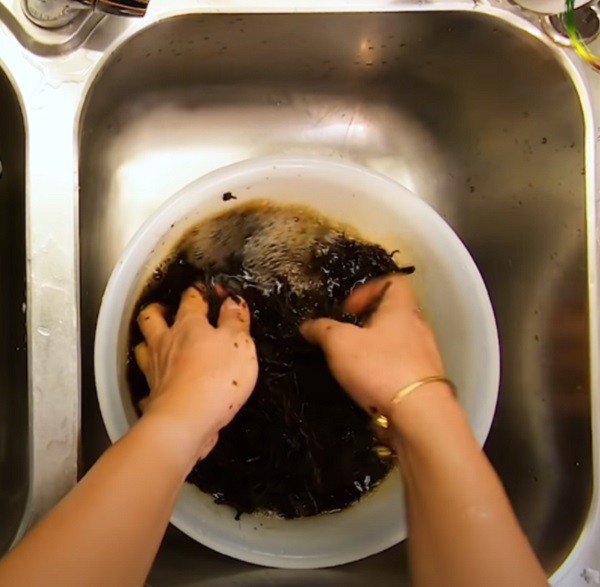 Cây sương sáo khô đang được vò nát để lấy nước cốt