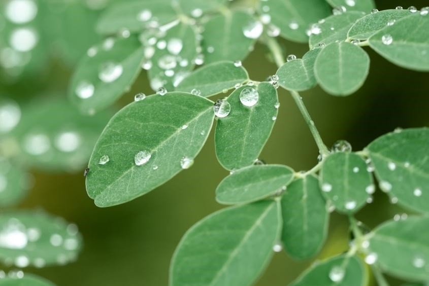 Cháo cua đồng rau chùm ngây, siêu thực phẩm cho bé ăn dặm