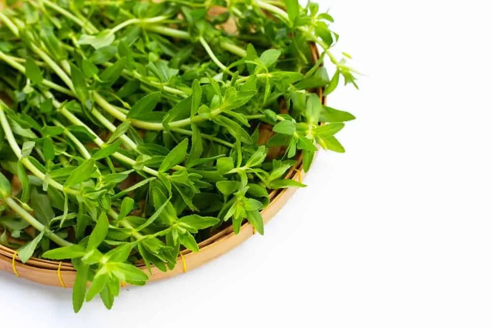 Chế biến rau ngổ tươi thành nước uống bổ dưỡng theo công thức đơn giản