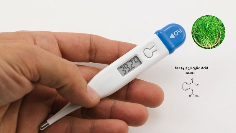 Chiết xuất cỏ mần trầu tiềm năng hạ sốt tự nhiên