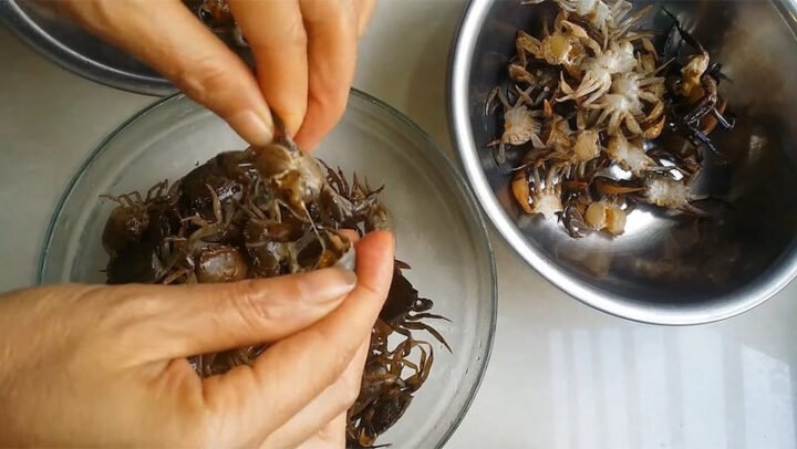 Chọn cua đồng tươi ngon cho món riêu cua