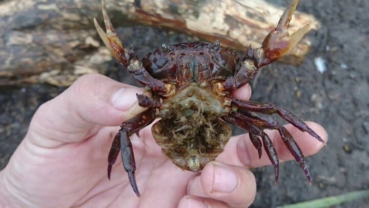 Chọn cua đồng tươi sống, chắc khỏe để làm lẩu