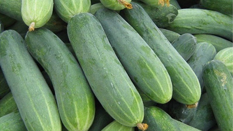 Chọn dưa leo tươi ngon