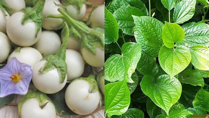 Chọn mua cà pháo tươi xanh để xào