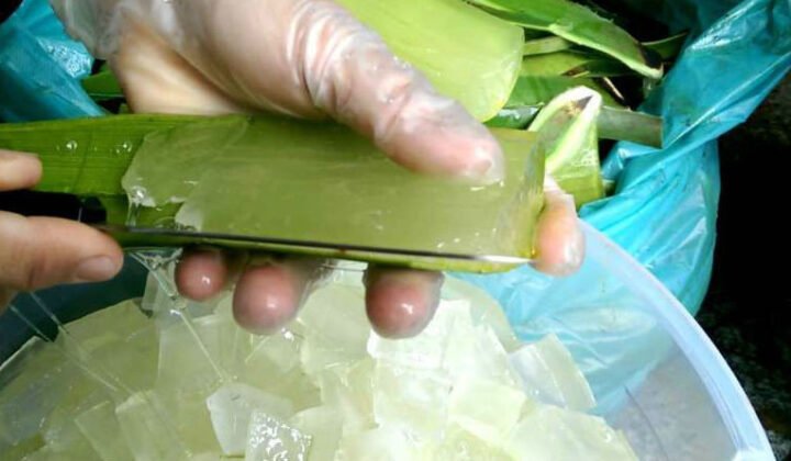 Chọn nha đam tươi ngon