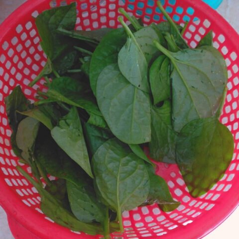 Chọn rau mồng tơi tươi xanh