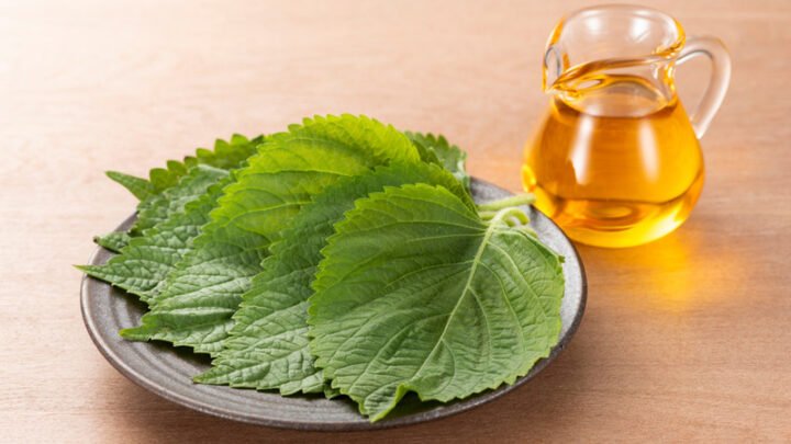 Cơ chế hạ sốt của lá tía tô