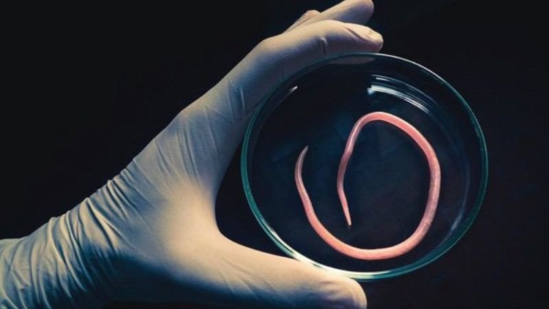 Cỏ mần trầu hỗ trợ điều trị giun sán