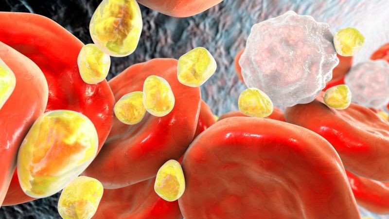 Cỏ mần trầu hỗ trợ điều trị rối loạn lipid máu và bảo vệ gan