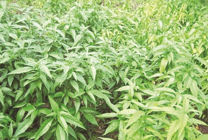 Công dụng chữa bệnh của cây xương khỉ được ứng dụng trong hỗ trợ điều trị bệnh lý