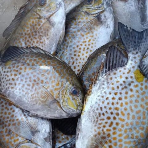 Đặc điểm hình dạng thân dẹt, da trơn của cá dìa, giúp nhận biết dễ dàng.