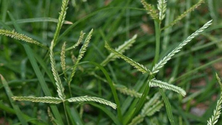 Đặc điểm nhận dạng cây cỏ mần trầu quen thuộc