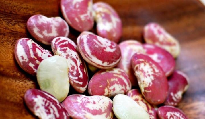 Đậu ngự khô đã ngâm nước, nở đều