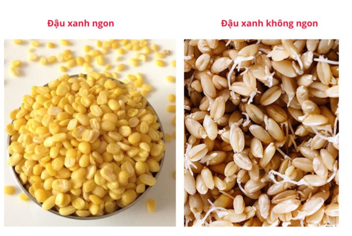 Đậu xanh ngon có màu vàng tươi và bề mặt sáng bóng