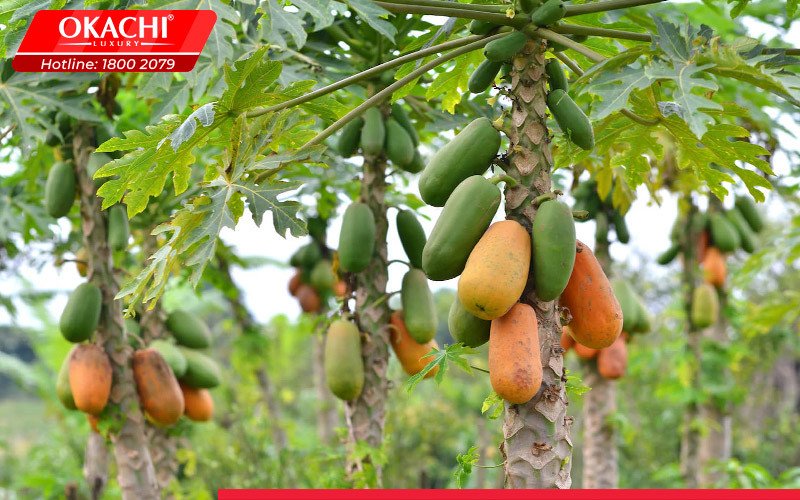 Đu đủ thái lát, thành phần chính cho món mắm đu đủ