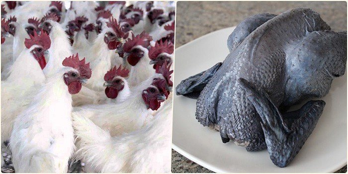 Gà ác nguyên con tươi sống, da đen đặc trưng