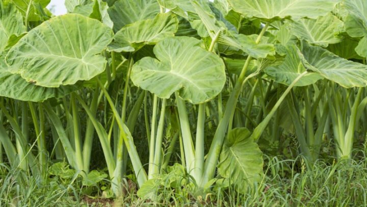 Giá trị dinh dưỡng của dọc mùng và hàm lượng calo