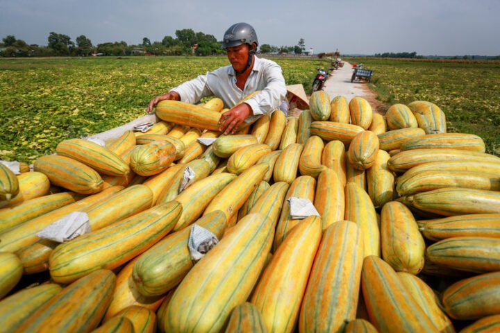 Giá trị dinh dưỡng dưa gang tươi