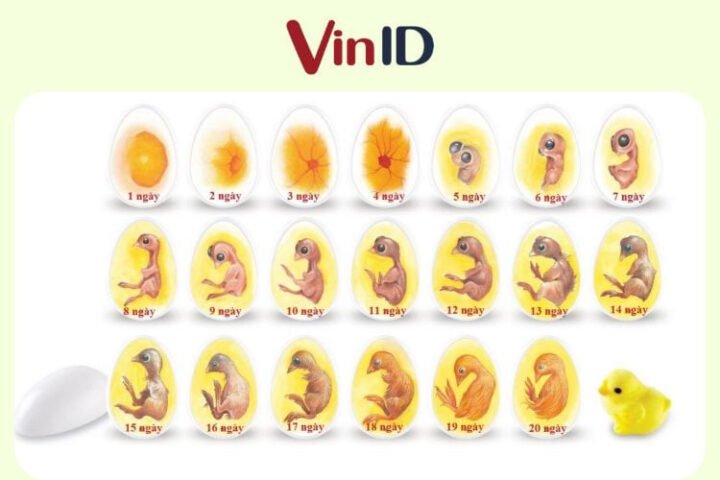 Giai đoạn phát triển phôi của trứng gà ấp dở, thể hiện cấu trúc bên trong