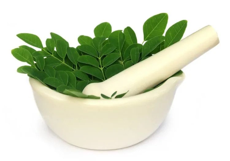 Gỏi rau chùm ngây tôm thịt