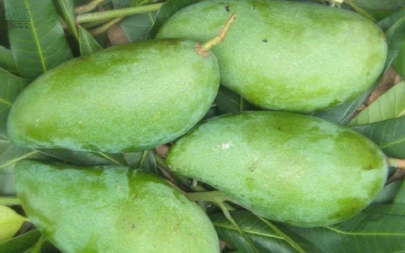 Hạn chế ăn quá nhiều xoài xanh trong ngày, đặc biệt khi đói bụng