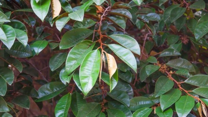 Hình ảnh lá vú sữa tươi xanh, nguyên liệu chính trong cách nấu lá vú sữa chữa dạ dày truyền thống