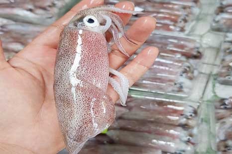 Hình ảnh minh họa cách chọn mực tươi ngon, thân chắc để xào mực không ra nước