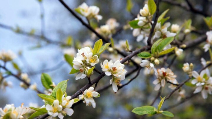 Hoa táo mèo nở rộ trên cây