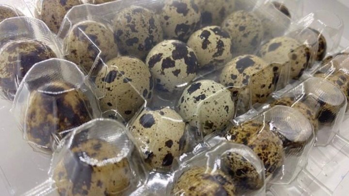 Hộp đựng trứng cút chuyên dụng, minh họa cách bảo quản trứng cút tươi lâu