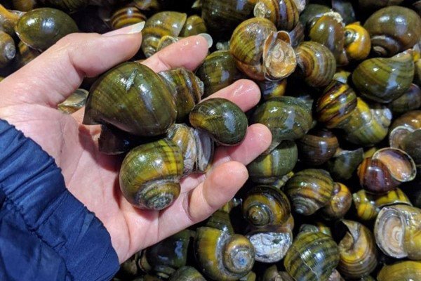 Hướng dẫn cách chọn ốc bươu tươi sống, béo mập cho món ốc xào chuối xanh