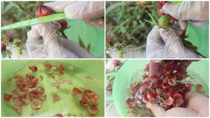 Hướng dẫn sơ chế hoa atiso đỏ tươi để nấu nước giải khát
