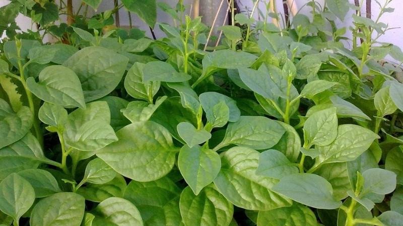 Không nên ăn rau mồng tơi sống để đảm bảo sức khỏe