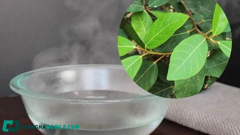 Khuôn mặt người phụ nữ đang xông hơi với bát nước lá sung bốc hơi nghi ngút, minh họa lợi ích chăm sóc da của lá sung