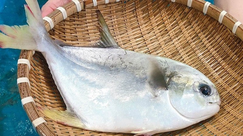 Kỹ thuật bảo quản cá chim đúng cách tại nhà